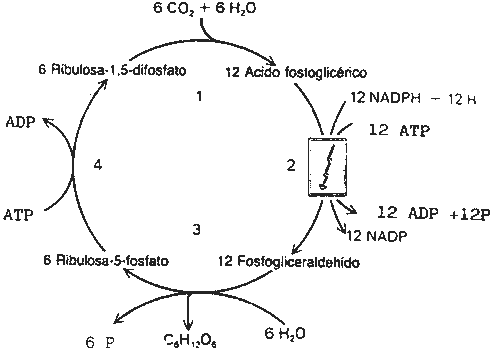 Pregunta 2. El metabolisme