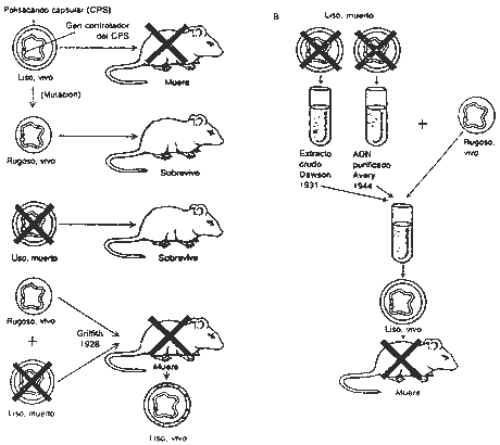 Pregunta 3. Genética molecular