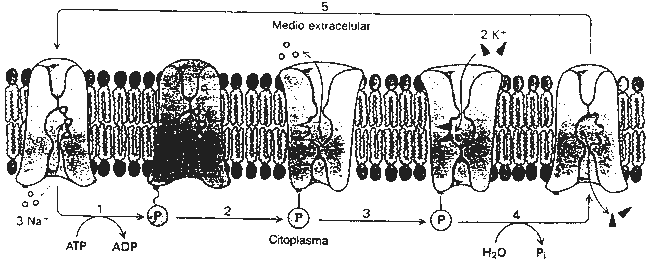 Pregunta 1. La membrana celular