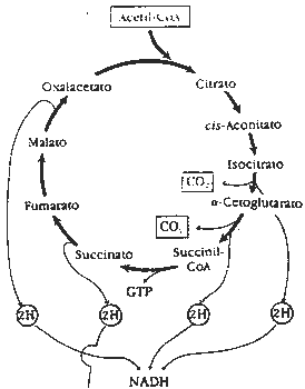 Pregunta 2. El metabolismo