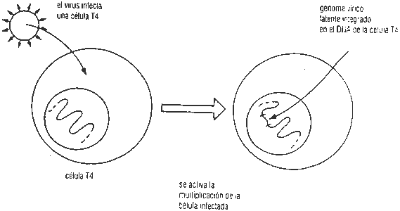 Pregunta 3. Genètica mol·lecular