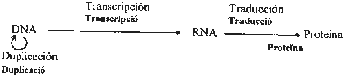 Pregunta 3. Genètica mol·lecular