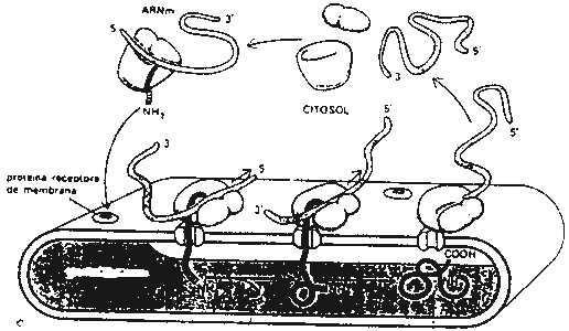 Pregunta 3. Genética molecular