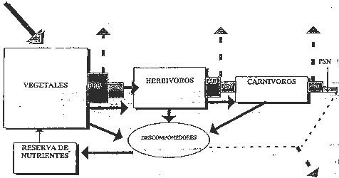 Ejercicio B. Pregunta 1