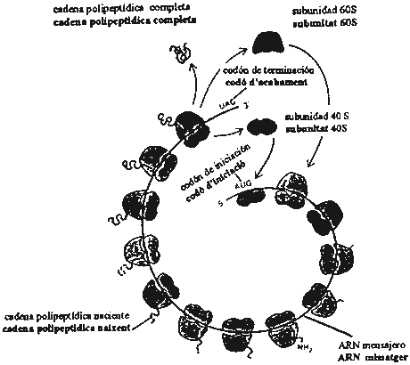 Pregunta 3. Genética molecular