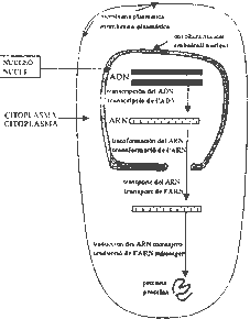 Pregunta 3. Genética molecular