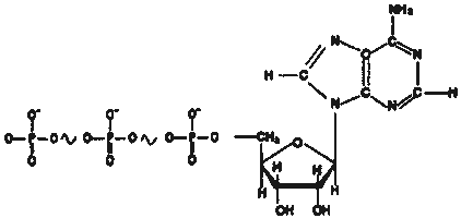 Pregunta 2. El metabolismo