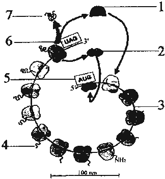 Ejercicio B. Pregunta 3