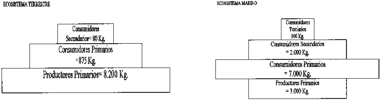 Ejercicio A. Pregunta 1